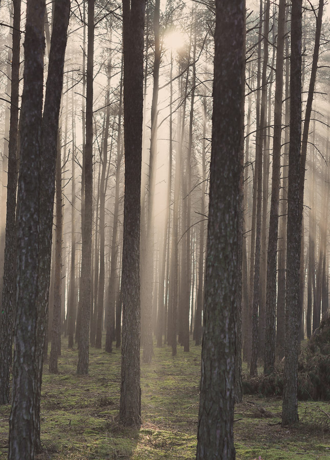 anna rusilko fotografia photography macro las forest natura nature toruń torun