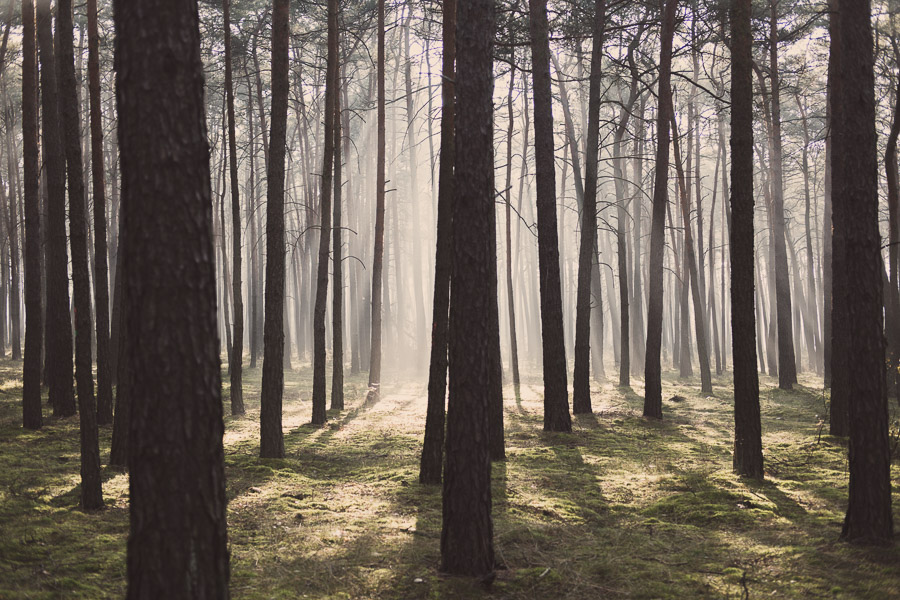 anna rusilko fotografia photography macro las forest natura nature toruń torun