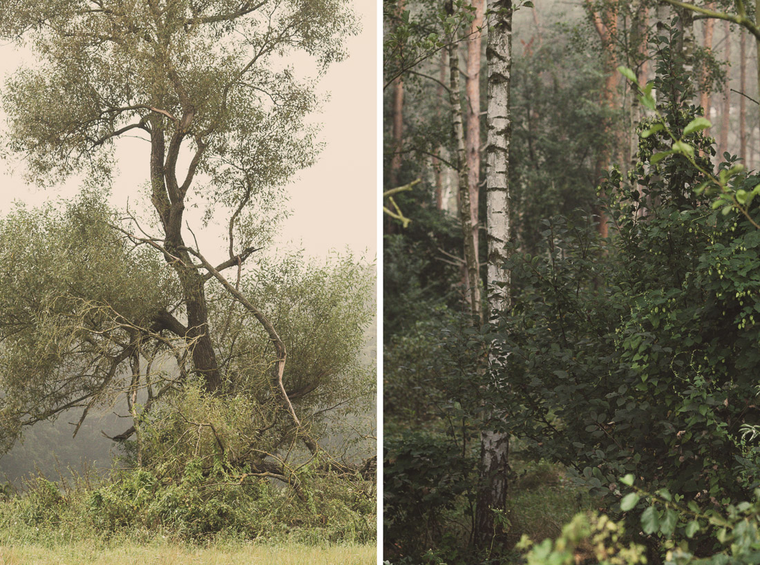 anna rusilko fotografia photography drzewo tree las forest nature natura staw toruń