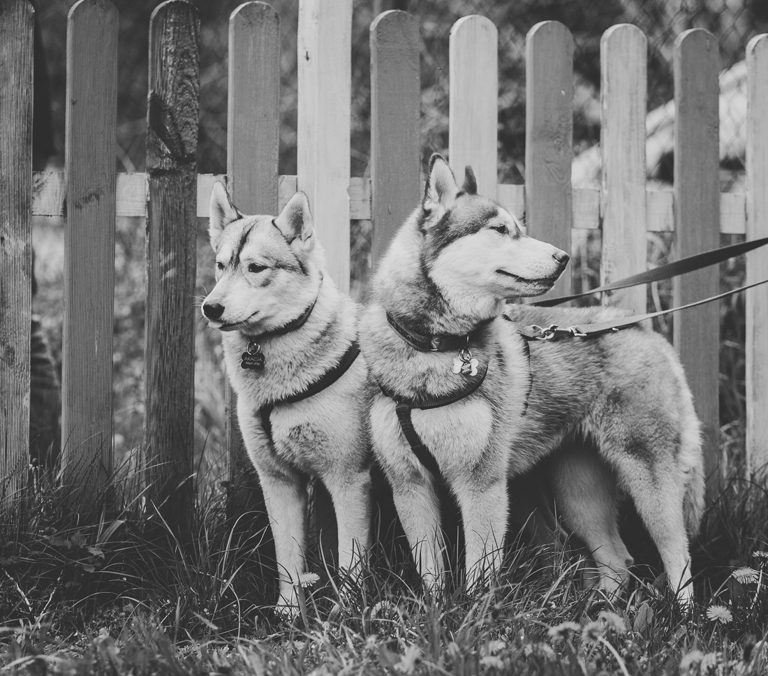 anna rusilko fotografia photography toruń schronisko dla psów pies dog