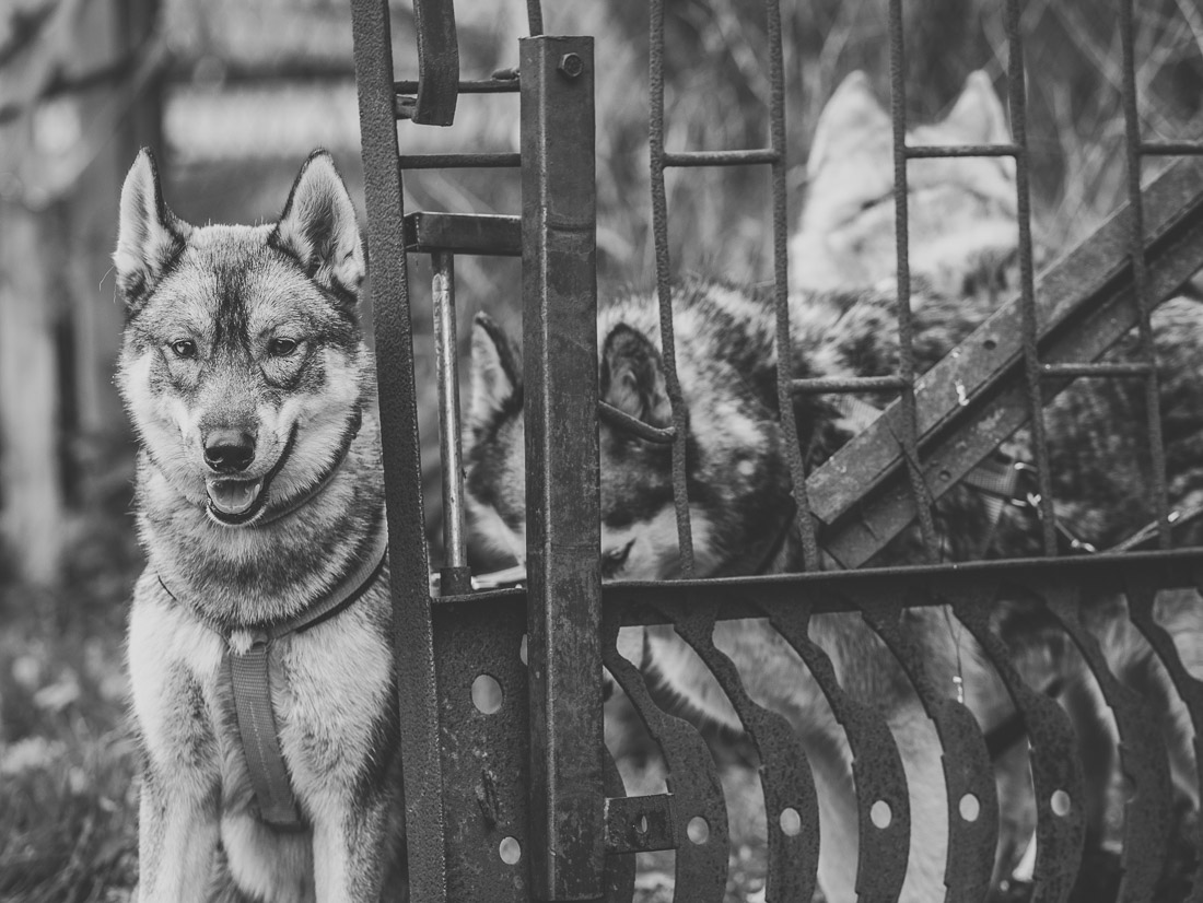 anna rusilko fotografia photography toruń schronisko dla psów pies dog