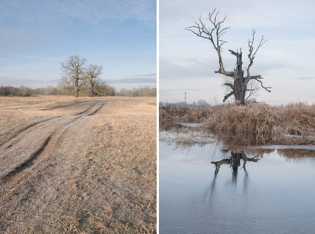 anna rusiłko fotografia photography dęby rogalińskie rogalin oaks rzeka warta river