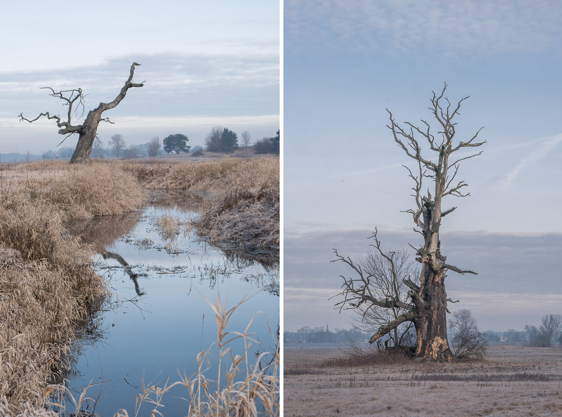 anna rusiłko fotografia photography dęby rogalińskie rogalin oaks rzeka warta river