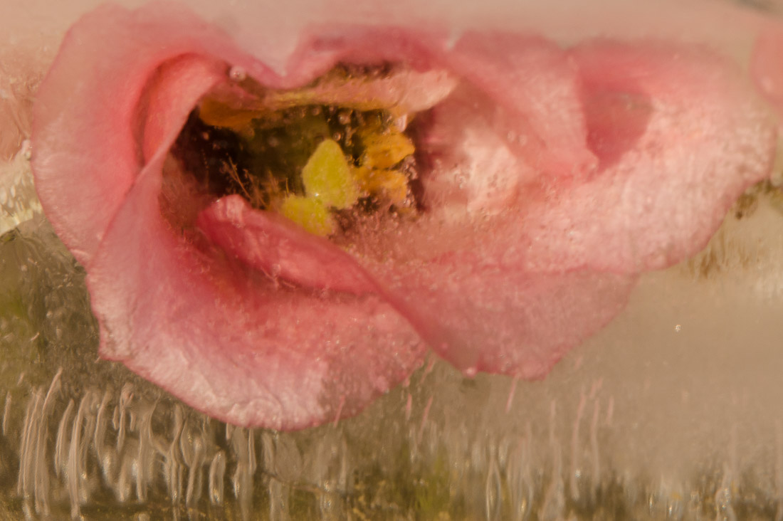 anna rusiłko fotografia photography kwiaty lód frozen flowers roses leaves ice winter