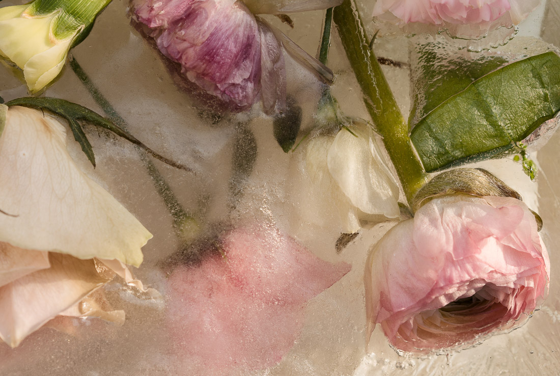 anna rusiłko fotografia photography kwiaty lód frozen flowers roses leaves ice winter