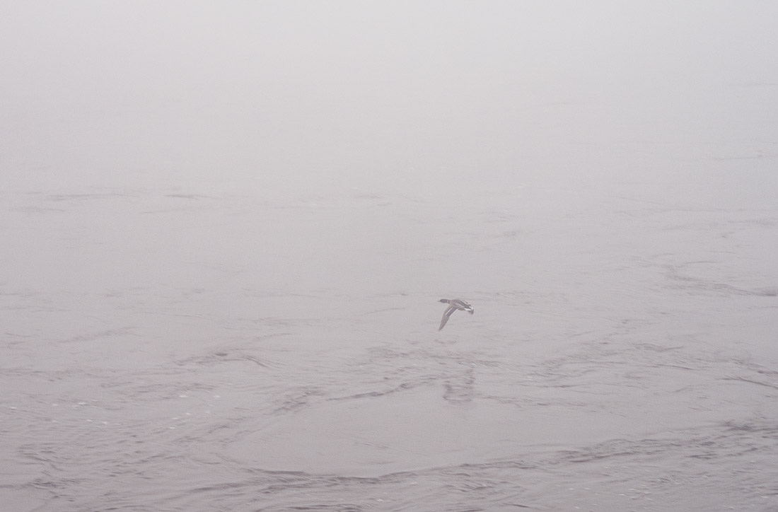 anna rusilko fotografia photography toruń jesień street photo czarno-białe black and white mgła fog