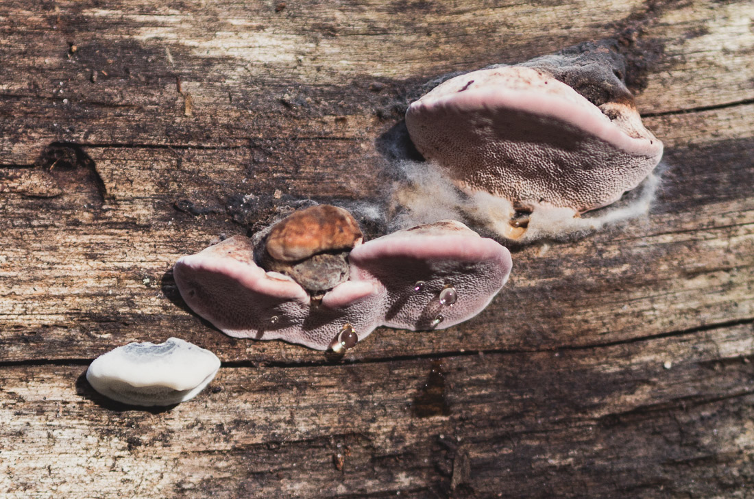 anna rusiłko fotografia photography puszcza białowieska podlasie grzyby białowieża forest mashrooms poland