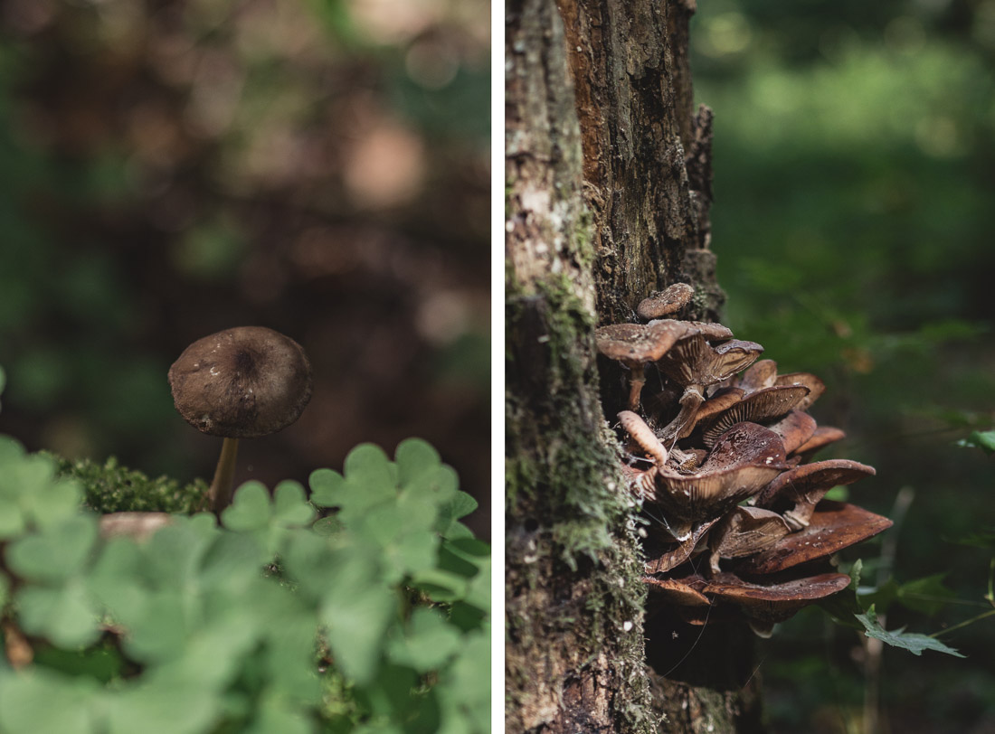 anna rusiłko fotografia photography puszcza białowieska podlasie grzyby białowieża forest mashrooms poland