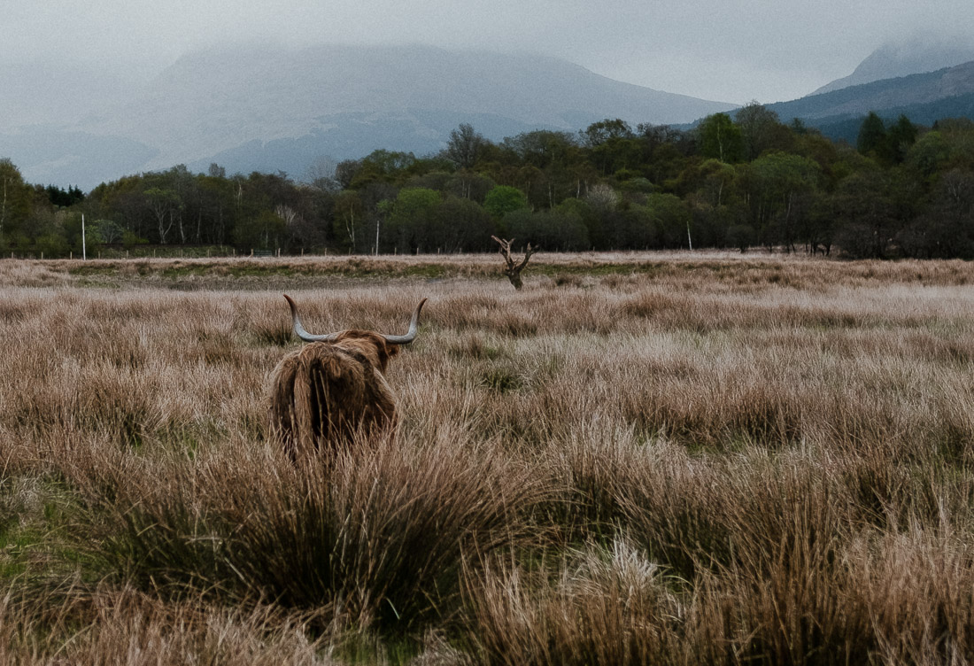 anna rusilko fotografia photography szkocja scotland podróż travel road trip cow