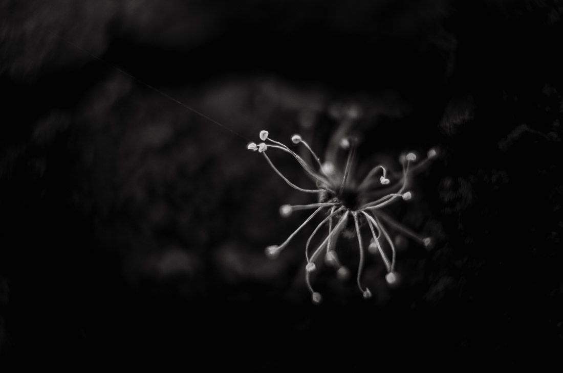 anna rusilko fotografia photography macro flowers kwiaty flies owady black and white forest las