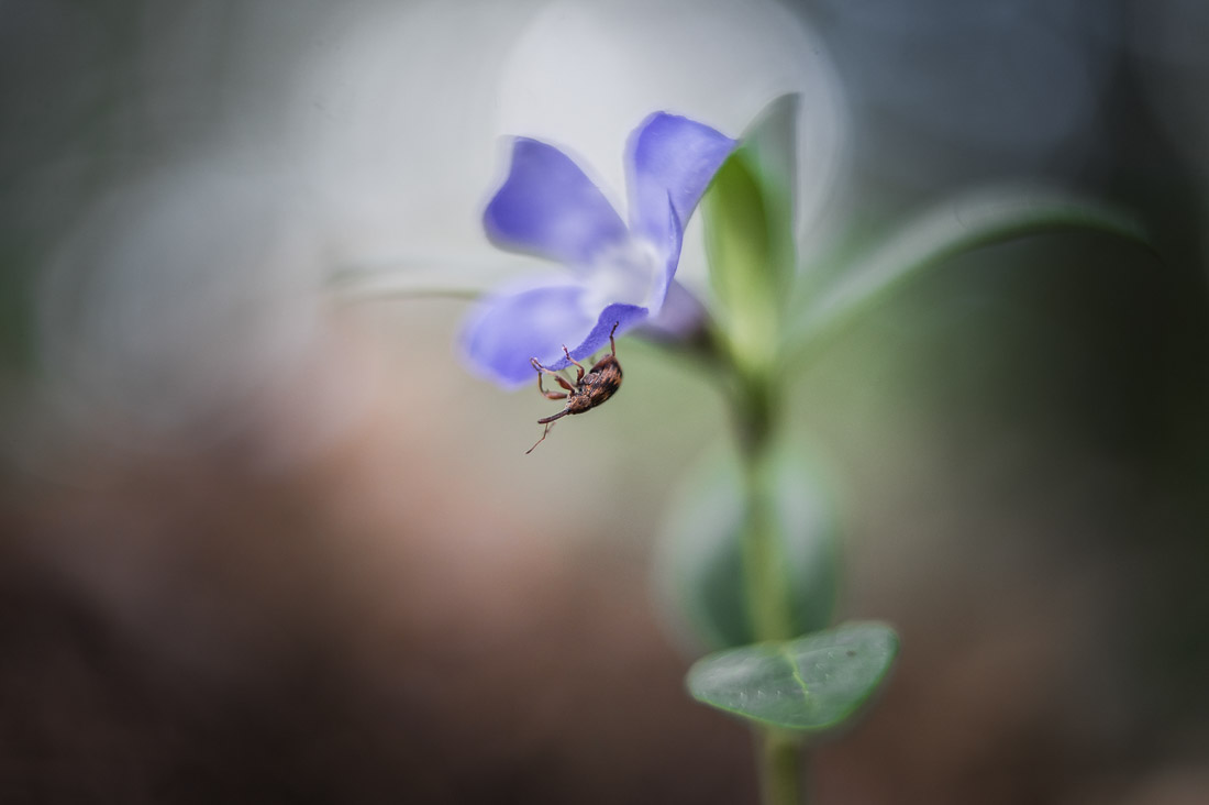 anna rusilko fotografia photography macro flowers kwiaty flies owady black and white forest las