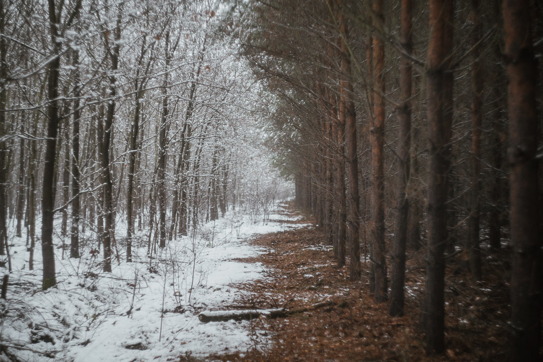 anna rusilko fotografia photography zima toruń mróz winter tsf toruńskie spacery fotograficzne śnieg snow