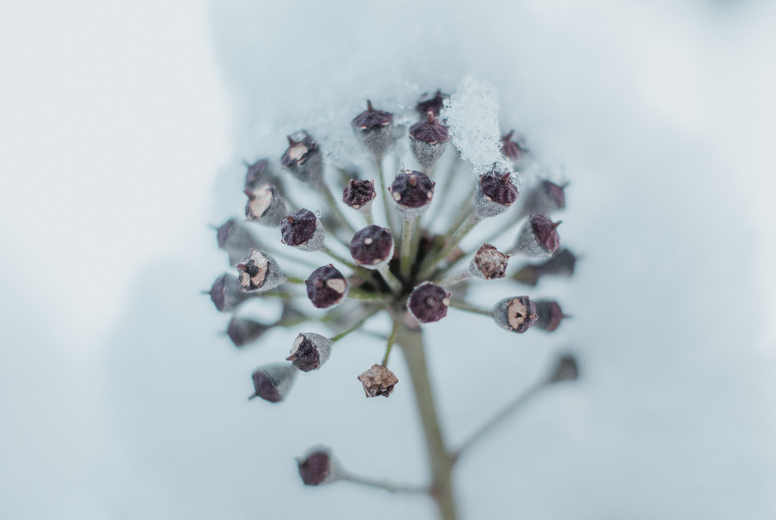anna rusilko fotografia photography zima toruń mróz winter tsf toruńskie spacery fotograficzne śnieg snow monochrom