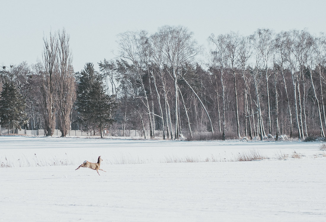 anna rusilko fotografia photography krajobraz landscape zima winter snow roe deer sarny dog pies