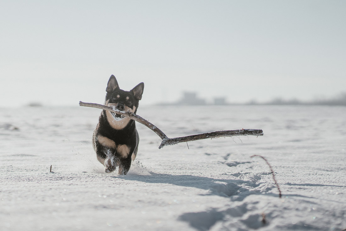 anna rusilko fotografia photography krajobraz landscape zima winter snow roe deer sarny dog pies