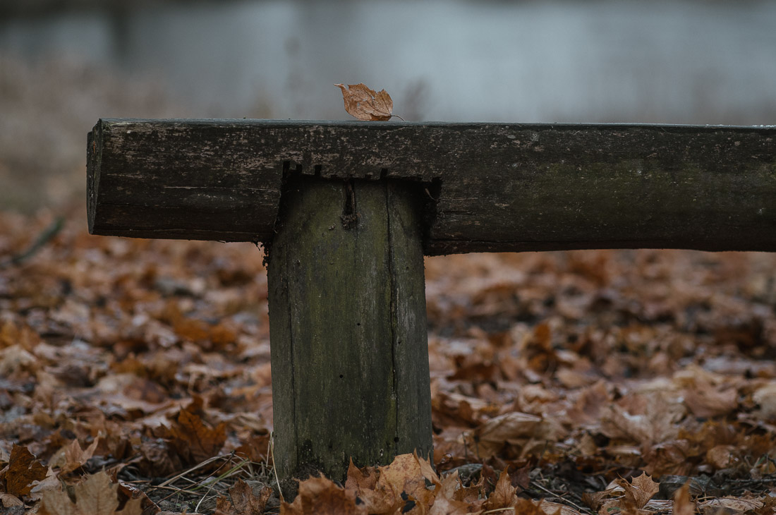 anna rusilko fotografia photography toruń autumn fall jesień december natura skłudzewo fundacja piękniejszego świata
