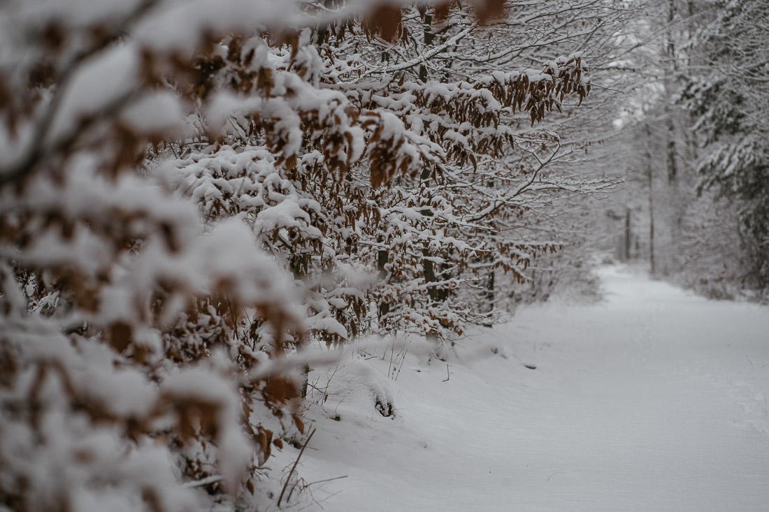anna rusilko fotografia photography toruń zima las winter forest walk spacer