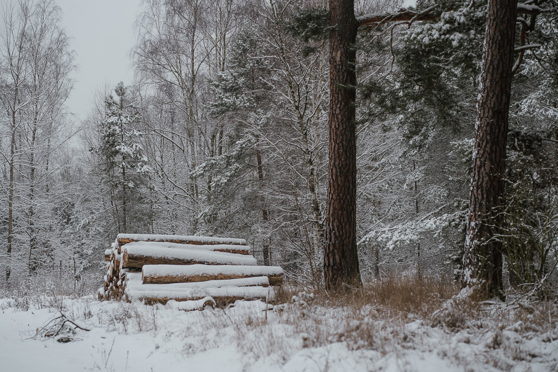 anna rusilko fotografia photography toruń zima las winter forest walk spacer